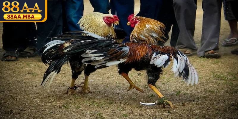Đá gà cựa dao là dạng thi đấu độc đáo, kịch tính giữa các chiến kê