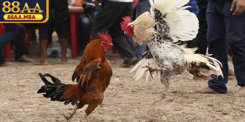 Đá gà cựa dao với luật chơi đơn giản, dễ hiểu