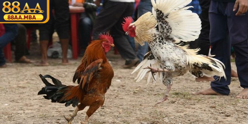 Luật phân định thắng thua minh bạch tạo sự công bằng tuyệt đối