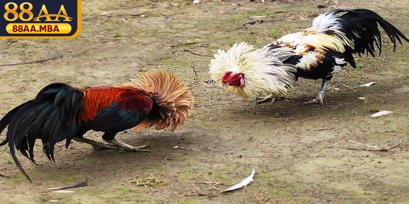 Đá gà tre mang đến những trận chiến mãn nhãn đầy gay cấn