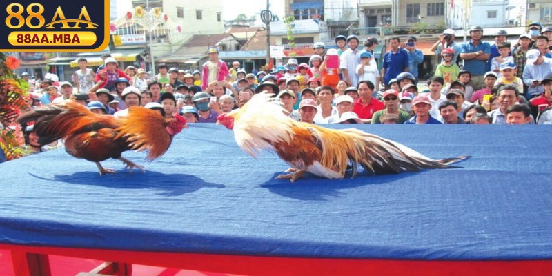 Dự đoán kỹ năng của chiến kê tre đưa ra lựa chọn đúng đắn
